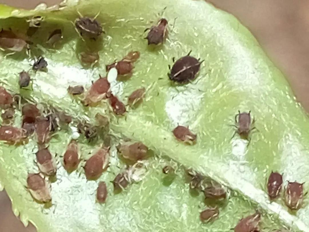 我家有很多绿色的小飞虫是什么东西_百度知道